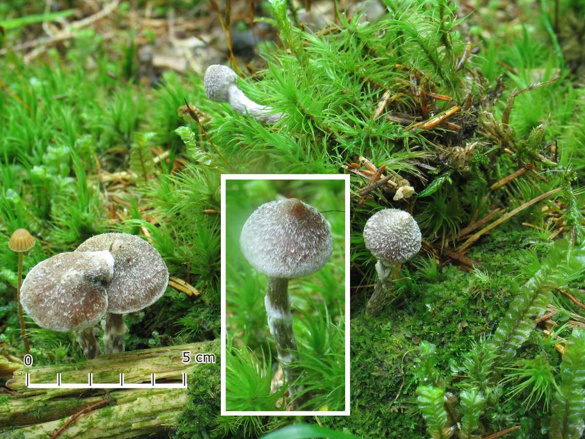 Cortinarius (Telamonia) hemitrichus